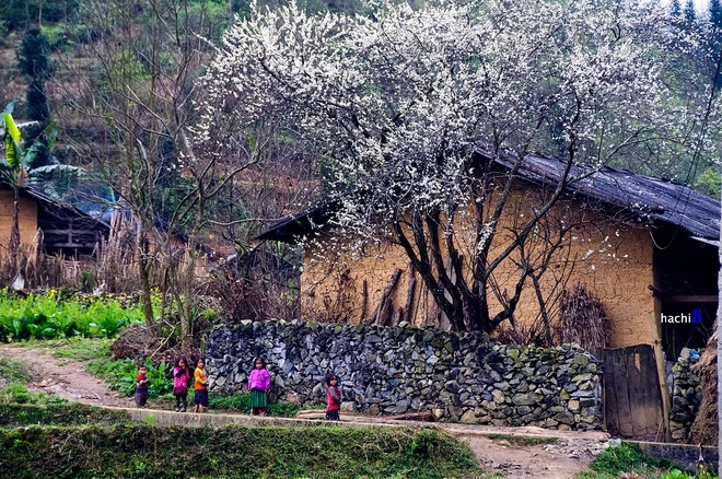 [-]Mùa[-]hoa[-]nở[-]rực[-]rỡ[-]trên[-]miền[-]đá[-]Hà[-]Giang